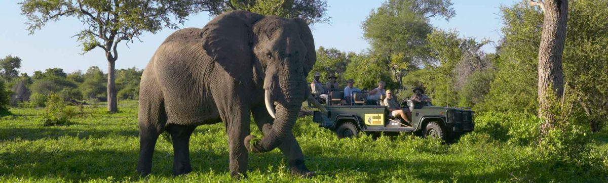 Bull elephant being watched by tourists on a game drive at MalaMala