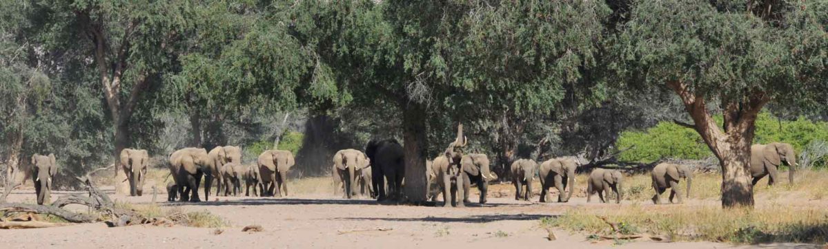 herd of elephant walking along a dry river bed in Namibia.