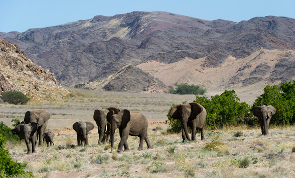 Desert adapted elephants cross ing the valley in Namibia.