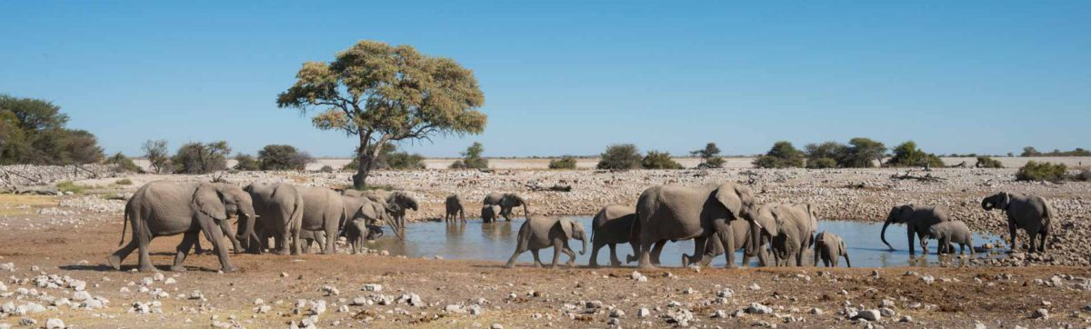 A herd of elephant drinking at the Anderssons Camp water hole