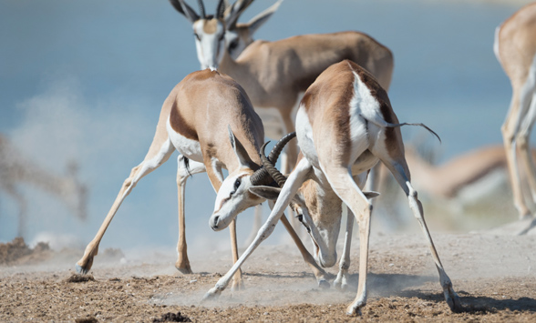 springbok rams duelling with their horns in the dusty etosha landscape