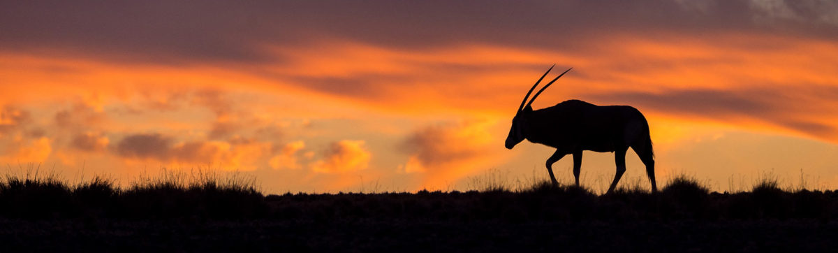 lone oryx silhouetted against an orange sky and sunset.