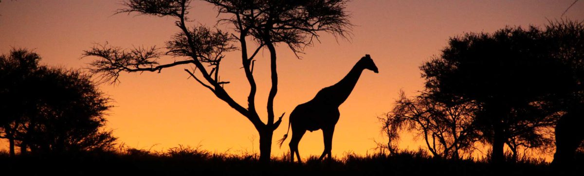 Giraffe silhouetted against the african sun set in Namibia.