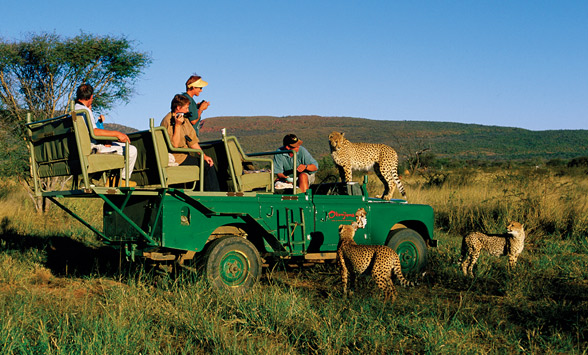 Cheetah climbing on the bonnet of the landcover as guests look on.