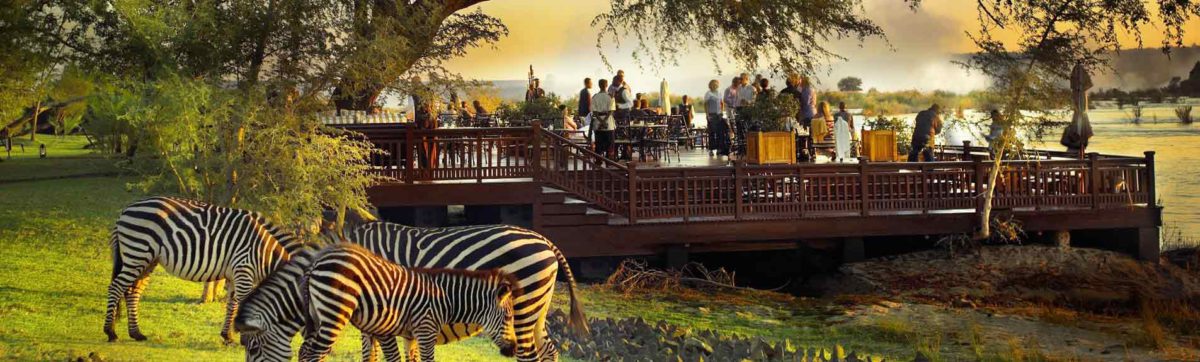 burchells zebras feed on the grass as tourists enjoy sun downer drinks on the deck overlooking the zambezi river.