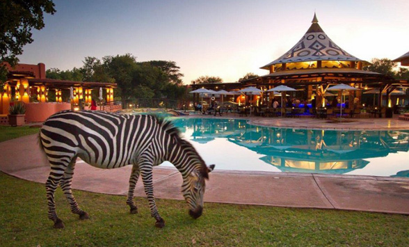 Zebra eating the grass next to the swimming pool at Avani Victoria Falls Hotel.