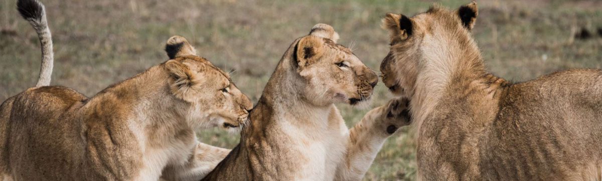 Lion Cubs playing.