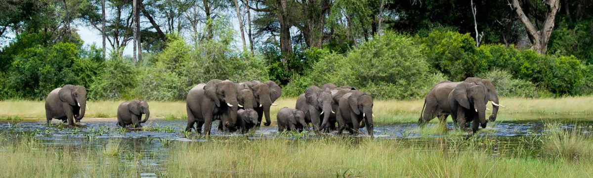 Elephant crossing the channels of the Okavango.