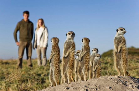 A meerkat mob warming up in the sunshine.