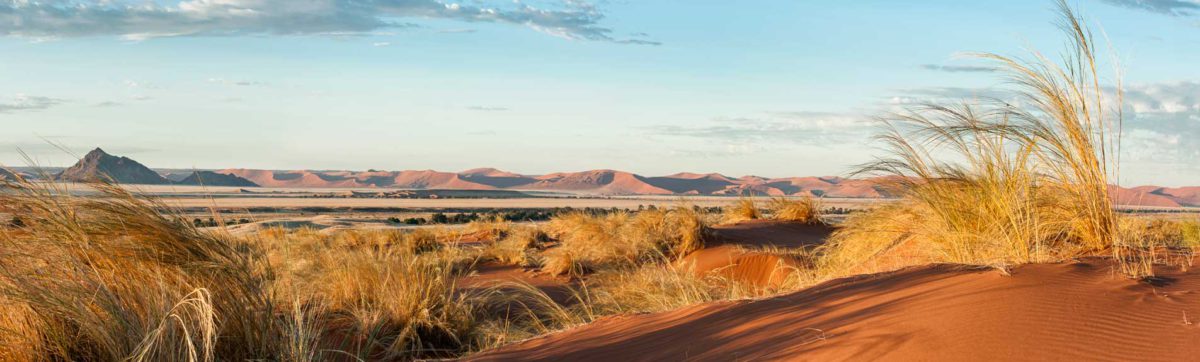 wide open spaces of the desert in Namibia with dunes and grasses.