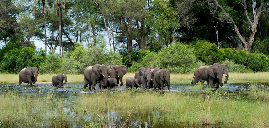 Elephant crossing the channels of the okavango Delta.