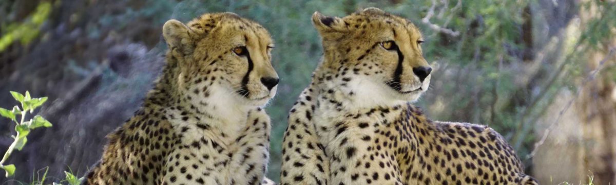 two male cheetah on the prowl.