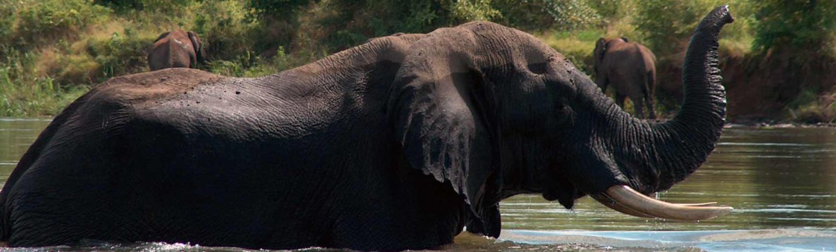 elephants bathing in the Zambezi River, Zimbabwe