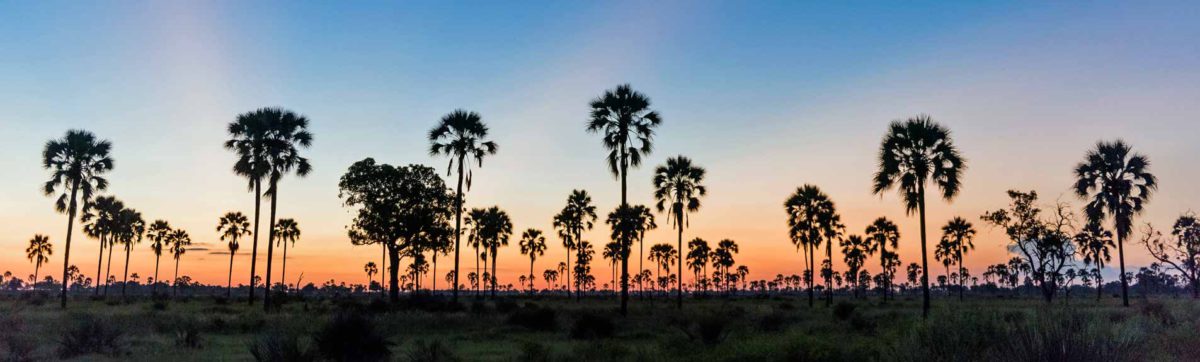 Sun set over the Okavango Delta with the Ilala Palms silhouetted against the orange sky.