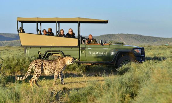 Guests in a game drive vehicle watching a passing cheetah.