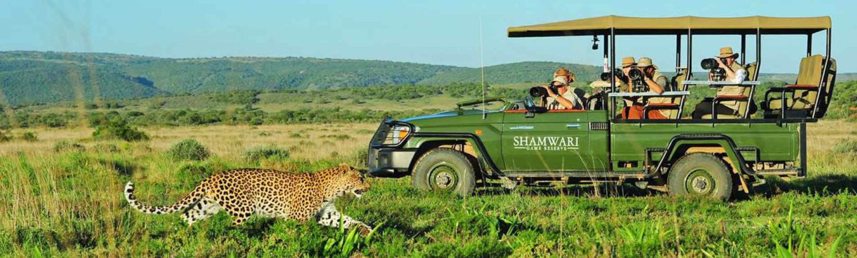 Guests in a game drive vehicle taking photos of a leopard.