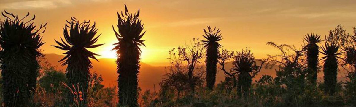 Mountain aloes silhouetted against an orange sky