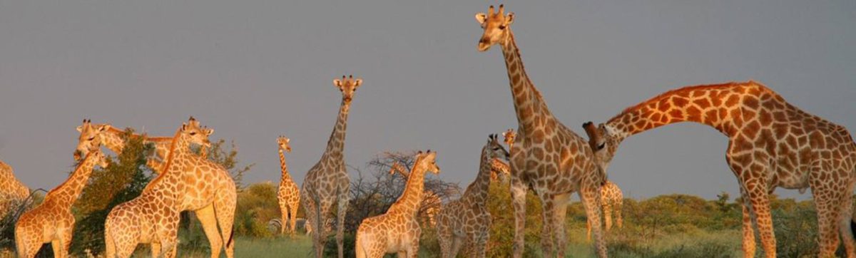 Tower of giraffes browsing at dusk.