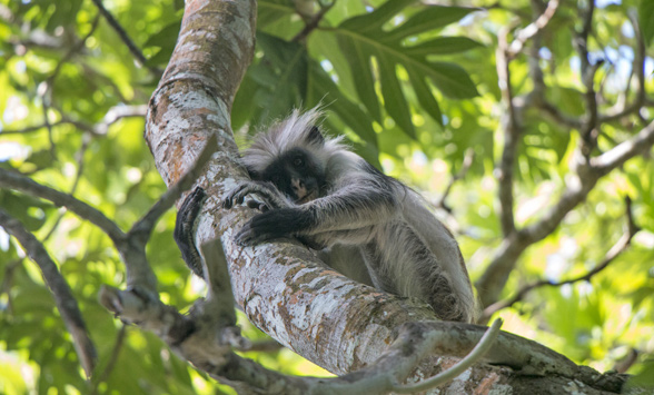 Red Colobus Monkey in tree.