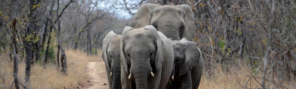 Elephant family walking along a road.