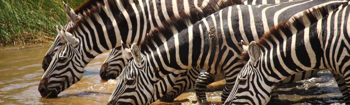 Line of Burchells's zebra drinking at a waterhole.