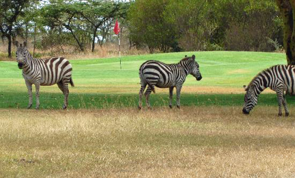 Burchells zebra eating grass on the fairway of the Great Rift Valley golf course.