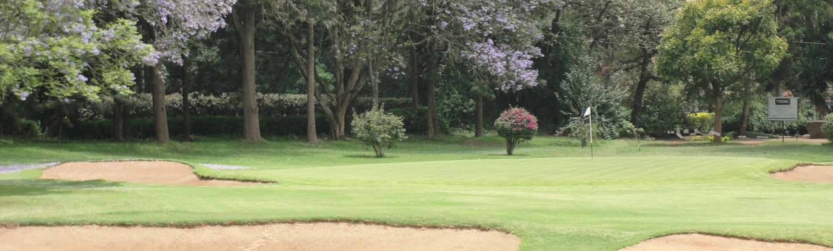 Jacaranda trees in full bloom at the Royal Nairobi Golf Club fairways.