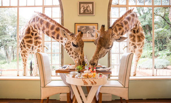 giraffes with their heads through the window at Giraffe Manor.