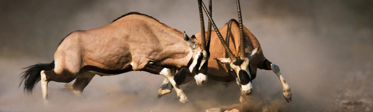 Gembsbok males fighting in Etosha National Park