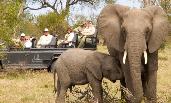 mother and baby elephant being watched by guests in a game drive vehicle