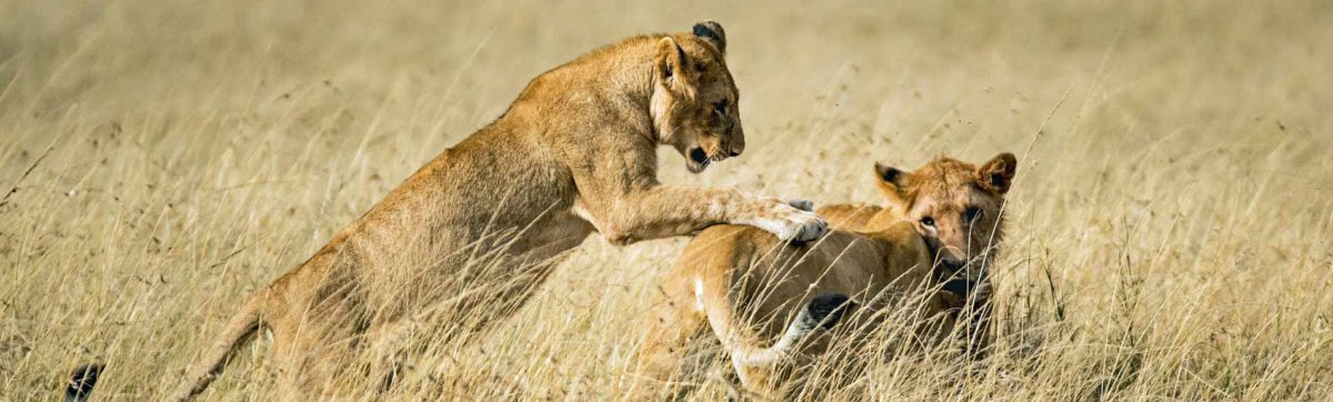 Lions playing in the long grass