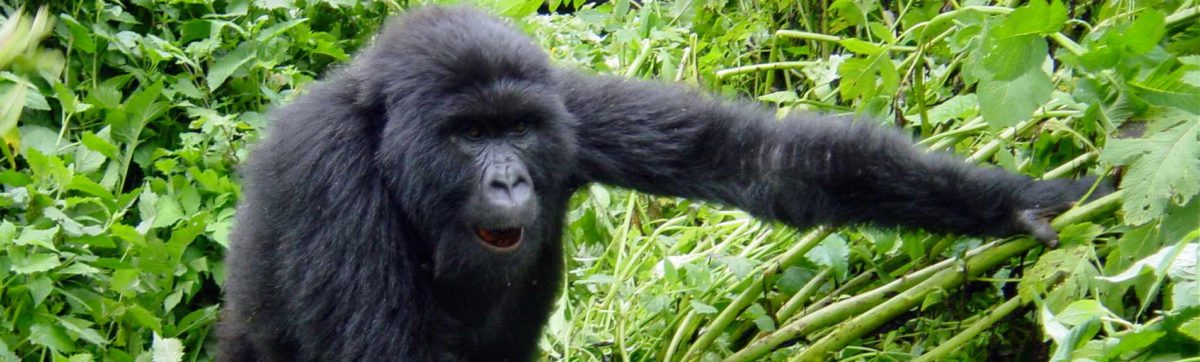 Young gorilla approaching photographer